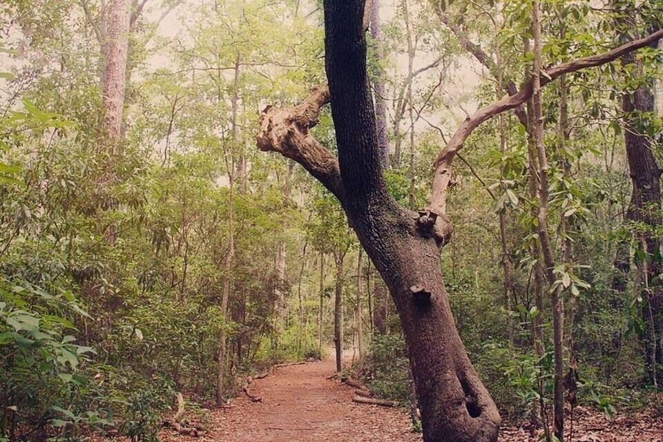 Ein Waldweg mit einem gefallenen Baum in der Mitte.