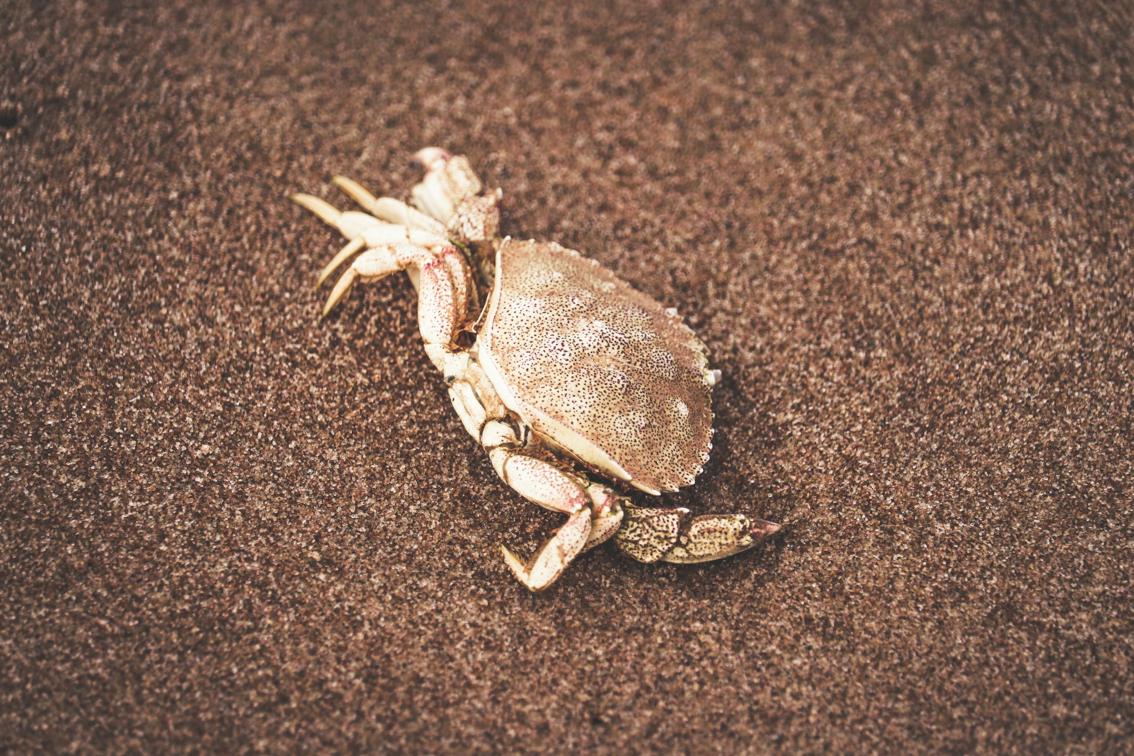Expect to find lot's of these critters on the beaches in PEI so you may want to sun bathe with one eye open.