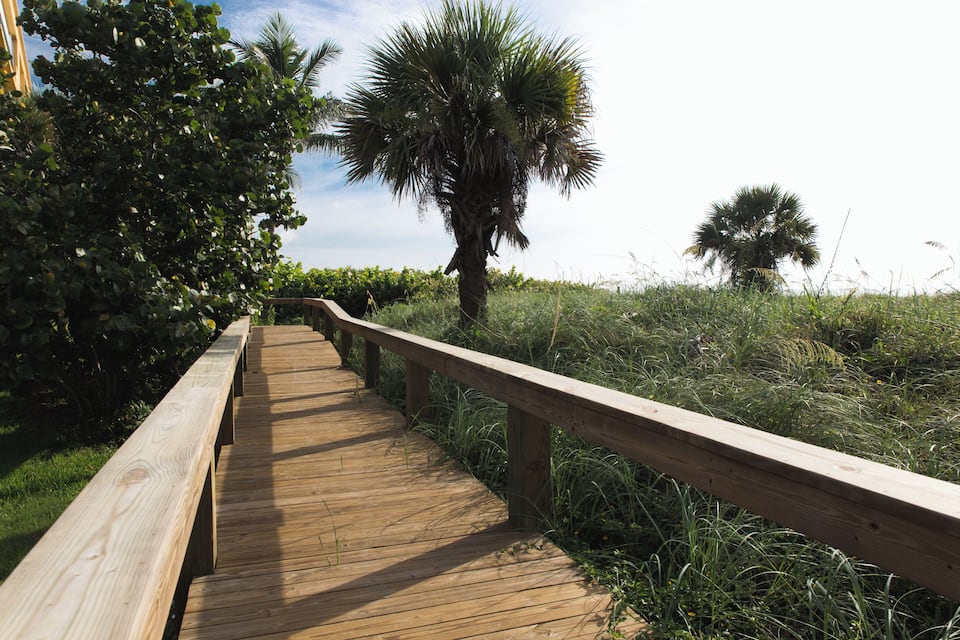 A wooden boardwalk with a palm tree and lush greenery.