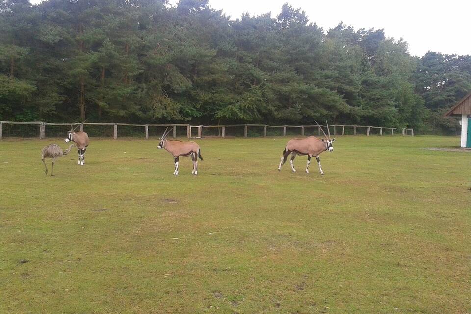 Un champ herbeux où se trouvent trois antilopes et un autruche.