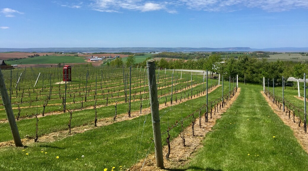 After sampling all the delicious wines pick your favourite and head out to the deck for lunch overlooking the famous phone box in the vines and stunning views down to the ocean. You won't be disappointed! 😍
#green #phoneboxred #roadtrip #GreatOutdoors