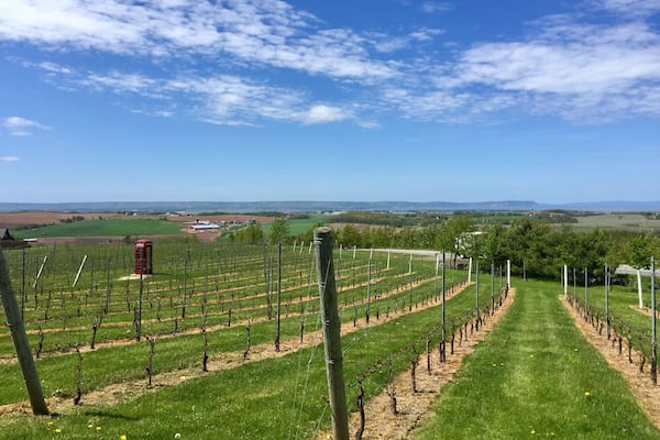 After sampling all the delicious wines pick your favourite and head out to the deck for lunch overlooking the famous phone box in the vines and stunning views down to the ocean. You won't be disappointed! 😍
#green #phoneboxred #roadtrip #GreatOutdoors