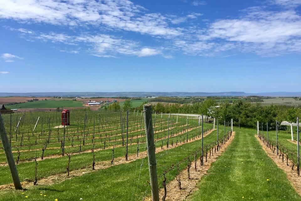 A vineyard with rows of grapevines under a clear sky.