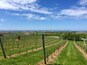 After sampling all the delicious wines pick your favourite and head out to the deck for lunch overlooking the famous phone box in the vines and stunning views down to the ocean. You won't be disappointed! 😍
#green #phoneboxred #roadtrip #GreatOutdoors