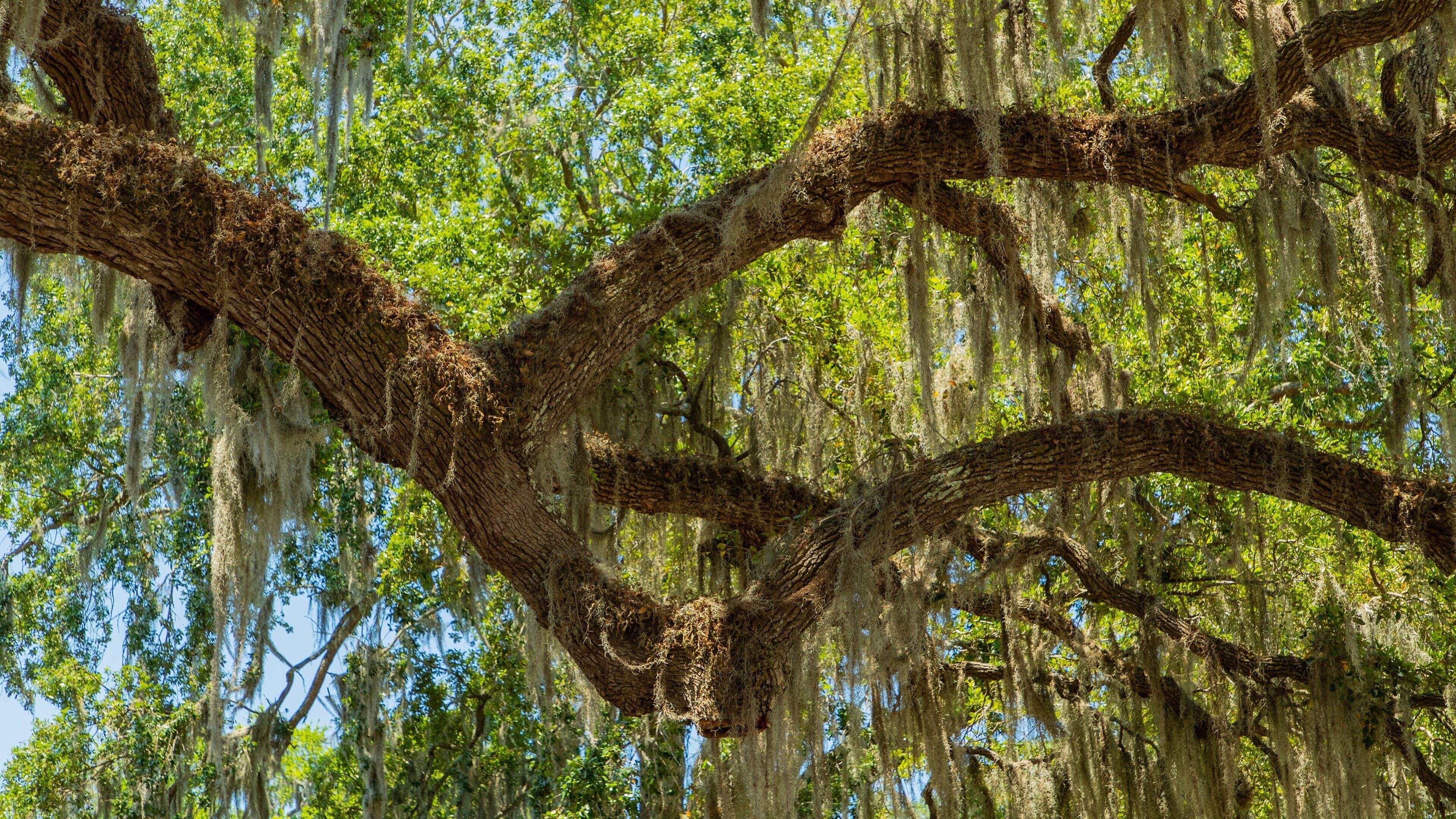 Isle of Hope Historic District showing a garden