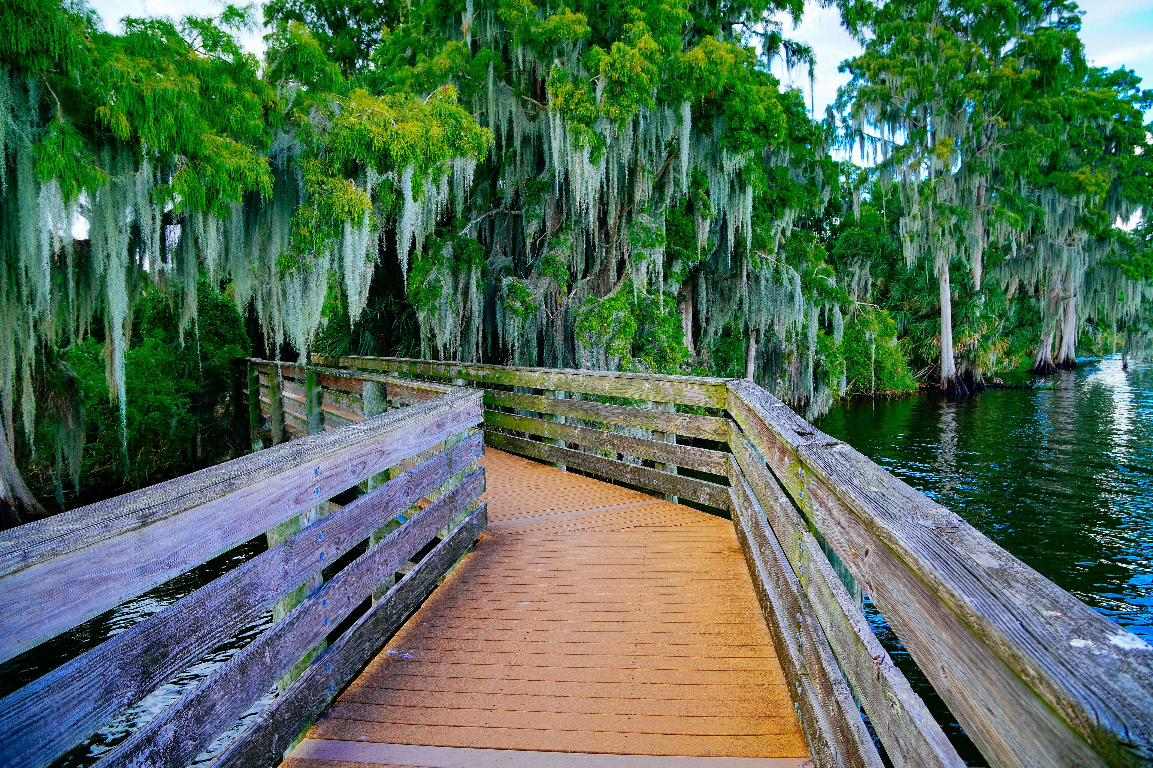 A wooden boardwalk leading through a forest with Spanish moss hanging from the trees.