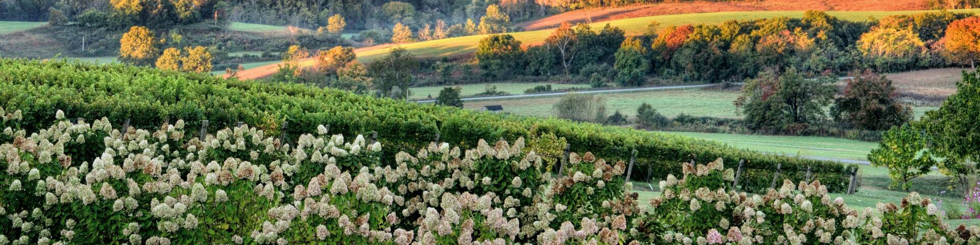 Autumn vineyard hills and flowers during sunset in Virginia