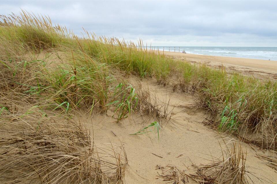 Una playa con dunas de arena y pasto.
