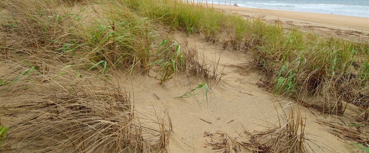 A beach with sand dunes and grass.