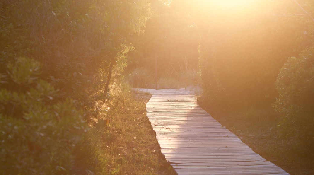 False Cape State Park featuring a park
