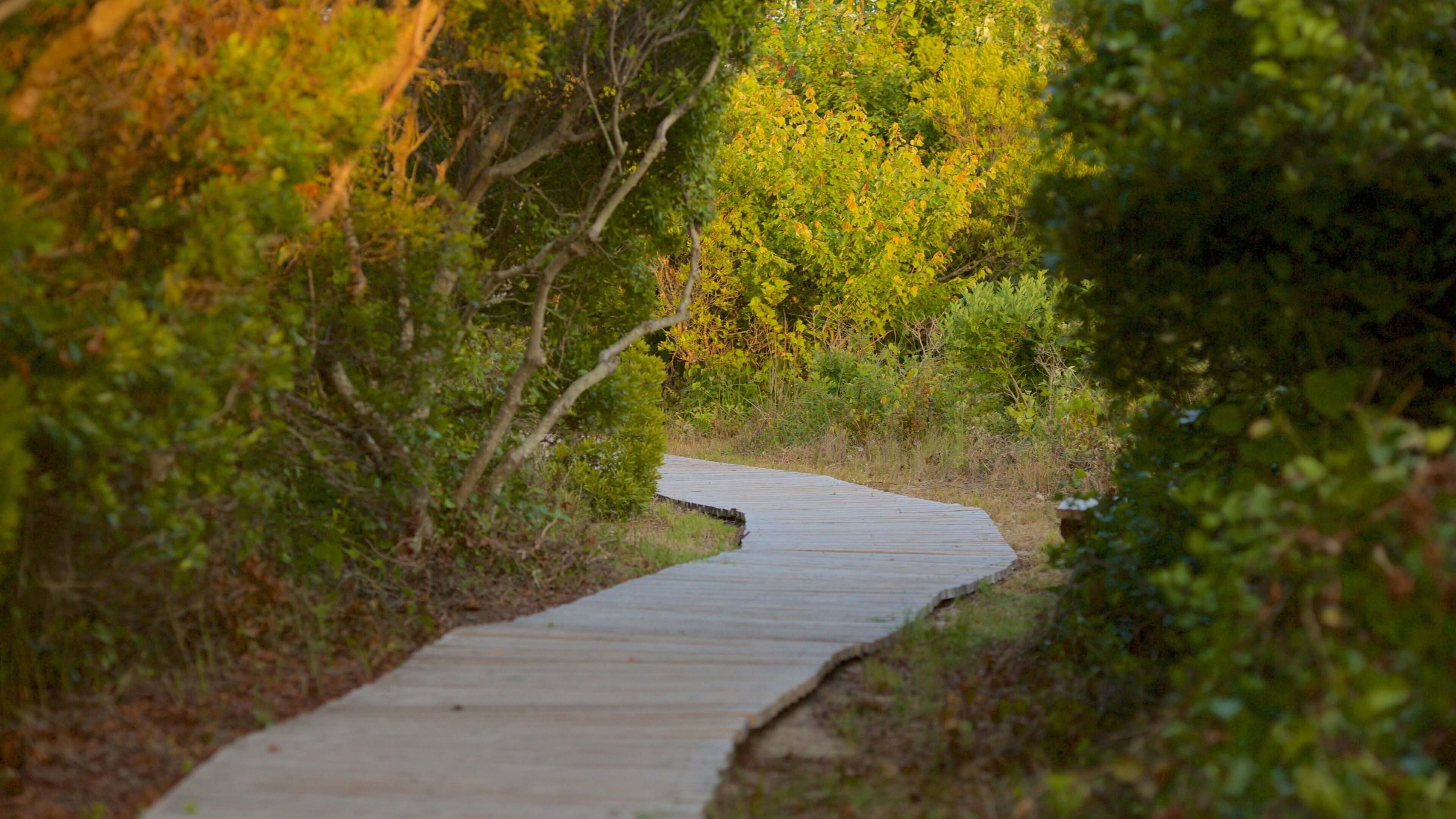 フォールス ケープ州立公園 フィーチャー 静かな風景 と マングローブ
