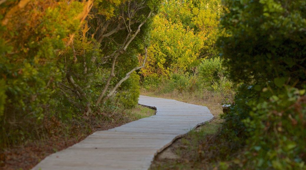 False Cape State Park featuring tranquil scenes and mangroves