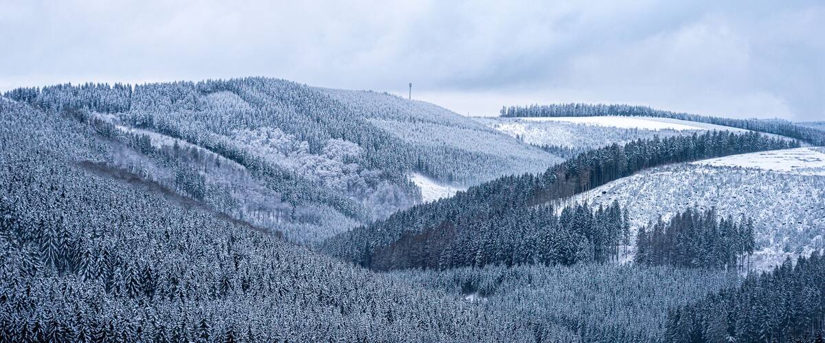A snow-covered forest with rolling hills and a clear sky.