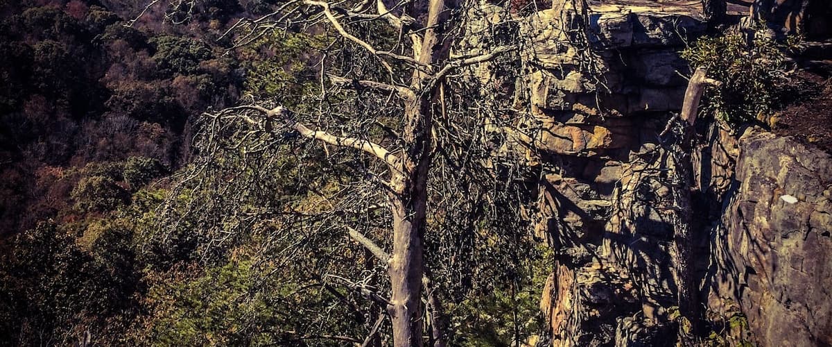 #treetrove
Groveoak creepy tree. This a AL state park was ravaged by a tornado not too long ago.