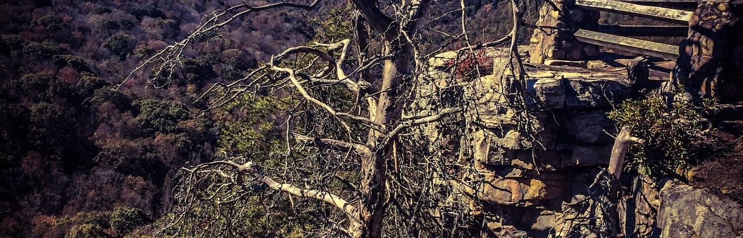 #treetrove
Groveoak creepy tree. This a AL state park was ravaged by a tornado not too long ago.
