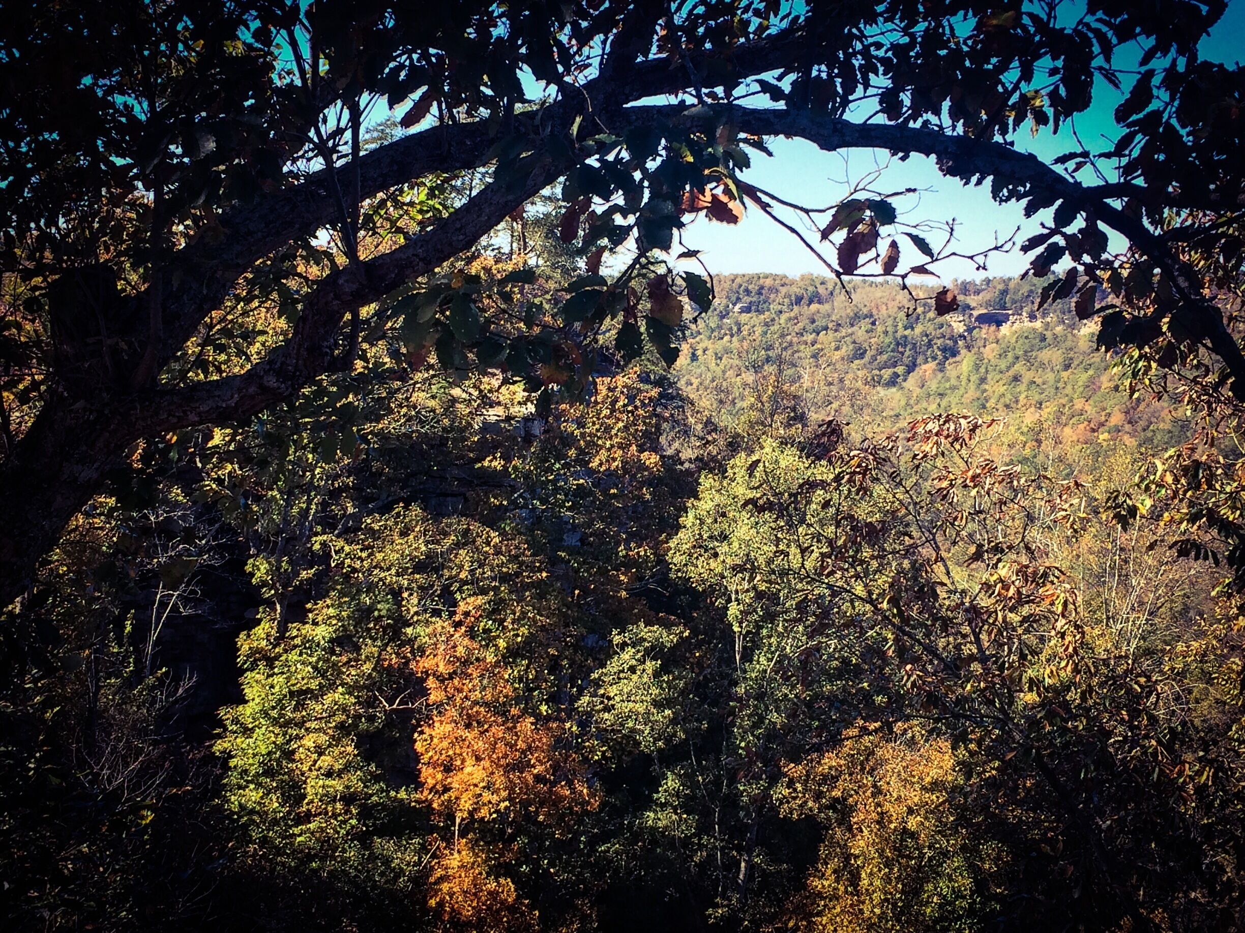 Fall colors about to begin at Buck's Pocket  State Park. Legend has it that the park is named for the large herds of deer, or a man nicknamed Buck who lived in a nearby cave...only in Alabama, lol. This 2000 acre park is in a natural pocket of the Appalachian Mountain. Rumor has it that unsuccessful Alabama politicians head here after lost elections to do lord knows what. 