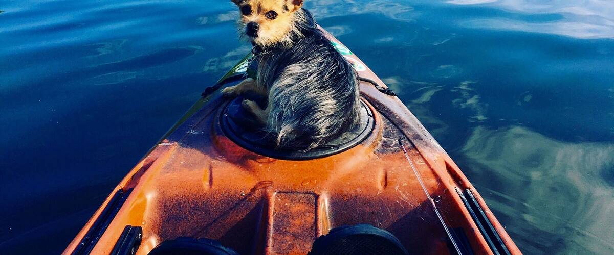 A dog sitting on a kayak on a calm lake surrounded by dense forest.