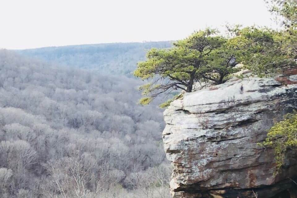 A rocky cliff with a lone tree on top, overlooking a dense forest below.