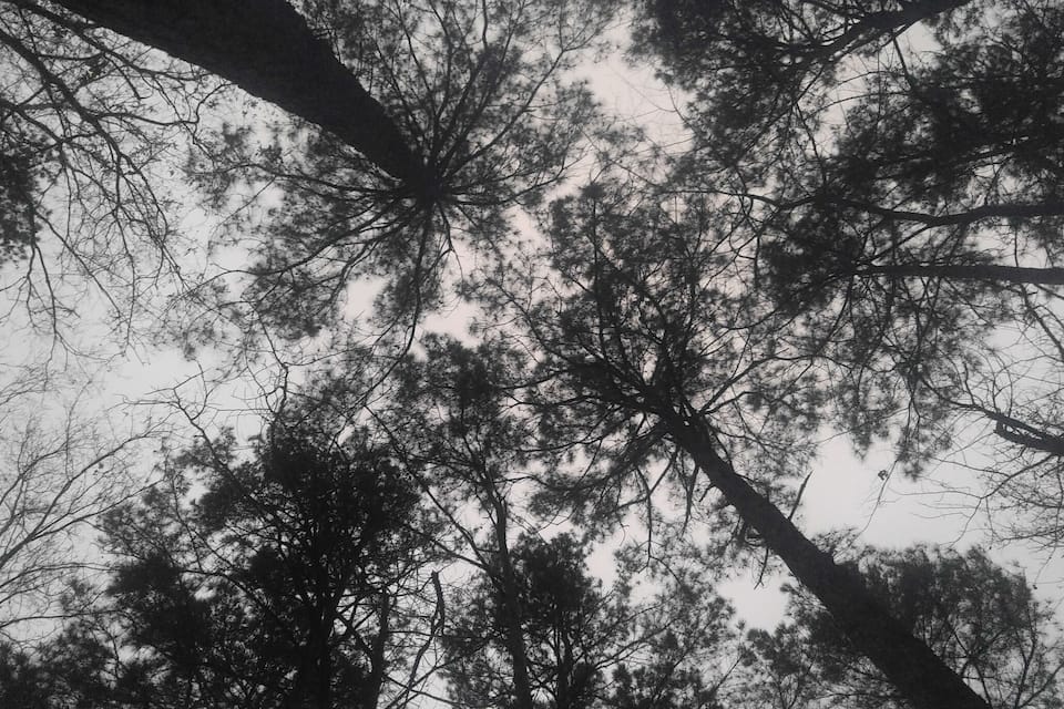 Une forêt dense, avec de grands arbres et un ciel nuageux.