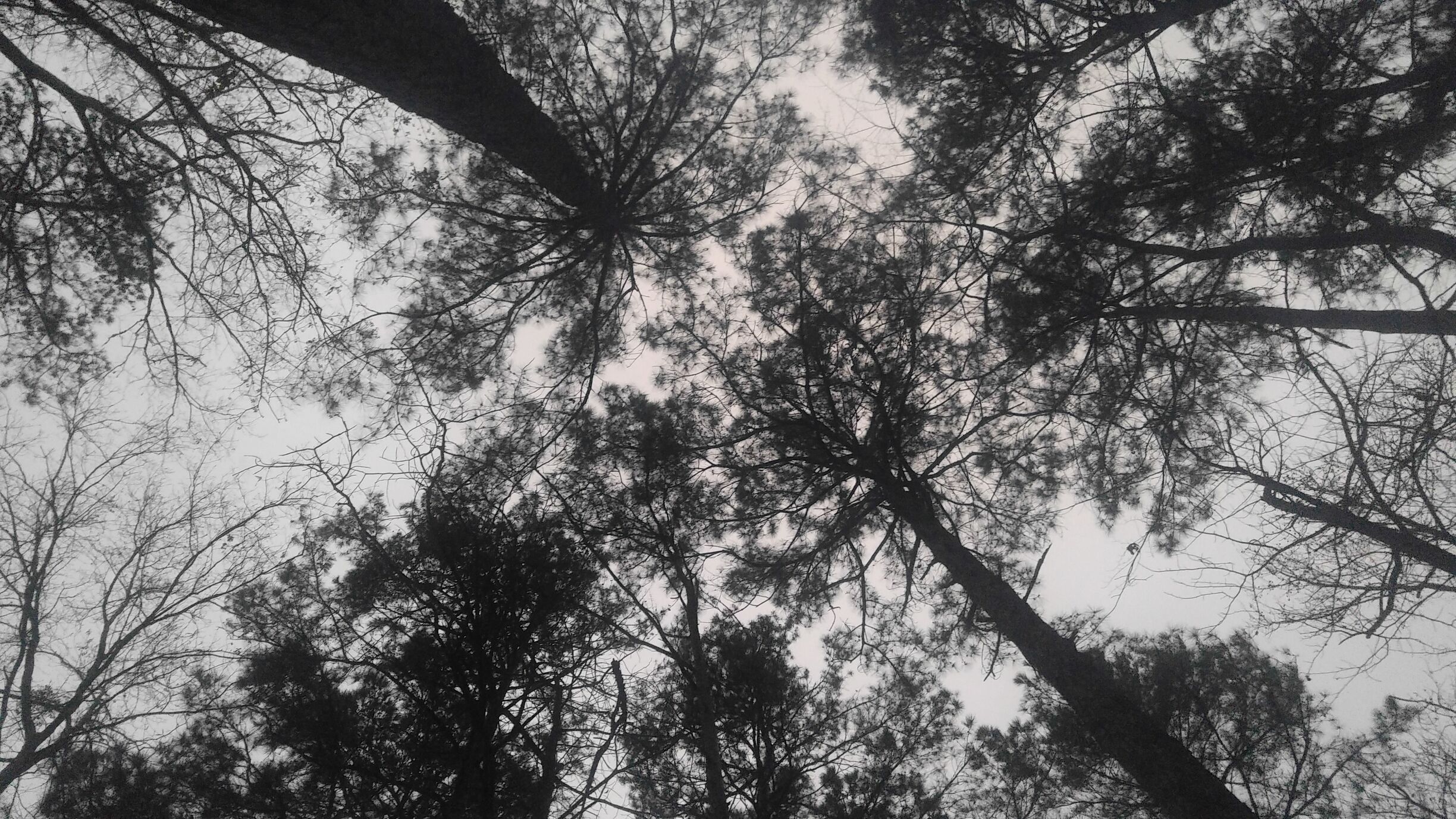 A dense forest canopy with tall trees and a cloudy sky.