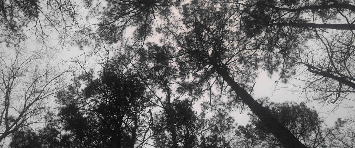 A dense forest canopy with tall trees and a cloudy sky.