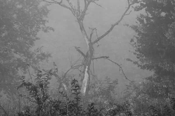 I went searching for birds a few weeks ago, but the fog that morning and how it lingered over this dead tree caught my attention.