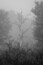 I went searching for birds a few weeks ago, but the fog that morning and how it lingered over this dead tree caught my attention.