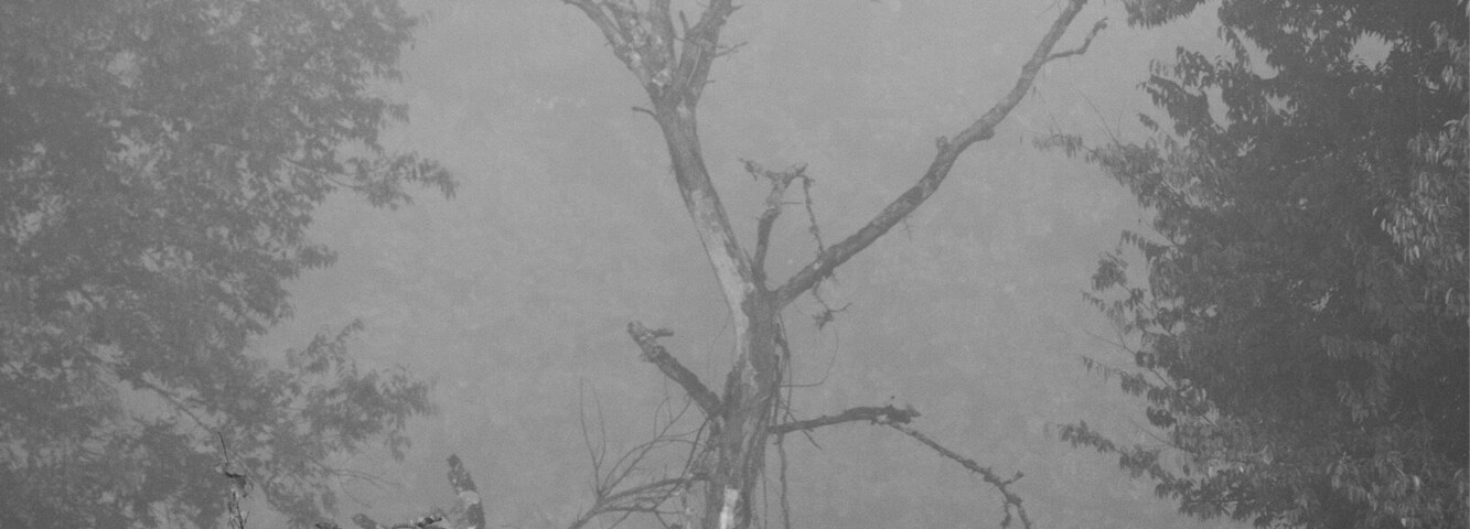 I went searching for birds a few weeks ago, but the fog that morning and how it lingered over this dead tree caught my attention.