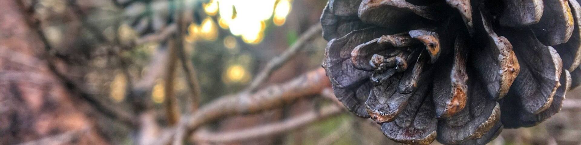 Hidden little State park in Florida that features real coastal scrub environment. This shot was taken at sunrise, I like the sunlight hitting the twisted up pine tree.