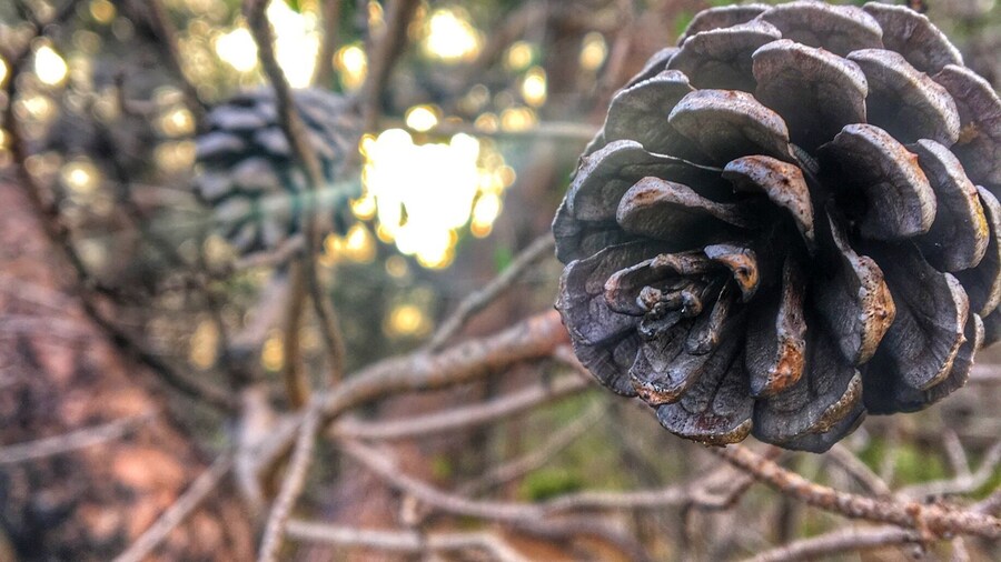 Hidden little State park in Florida that features real coastal scrub environment. This shot was taken at sunrise, I like the sunlight hitting the twisted up pine tree.
