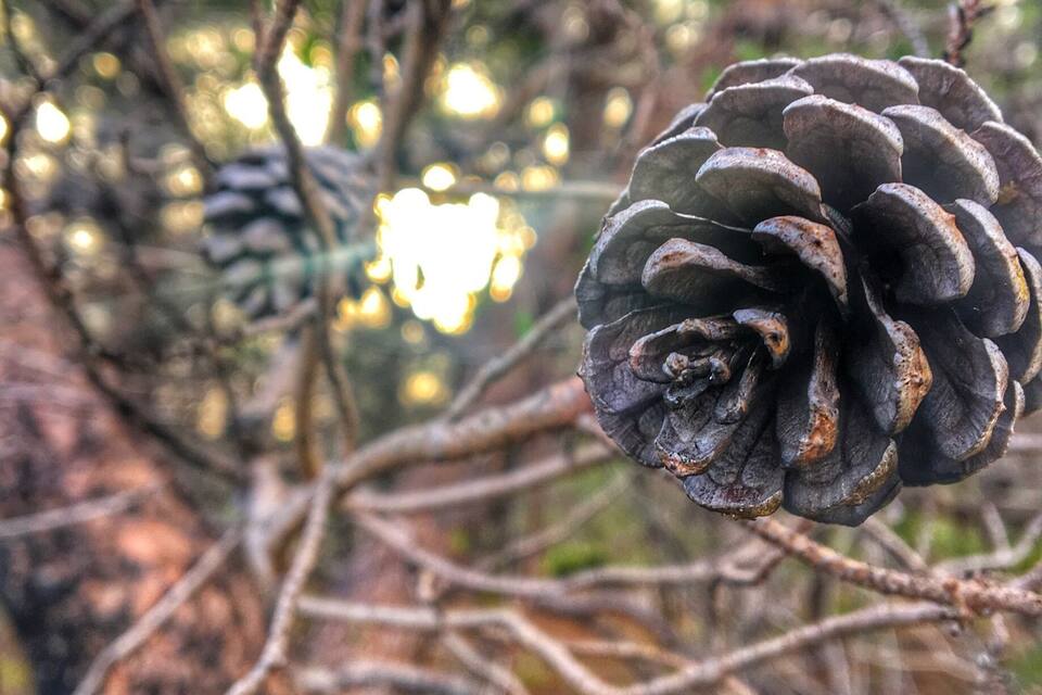 Primer plano de piñas en ramas.
