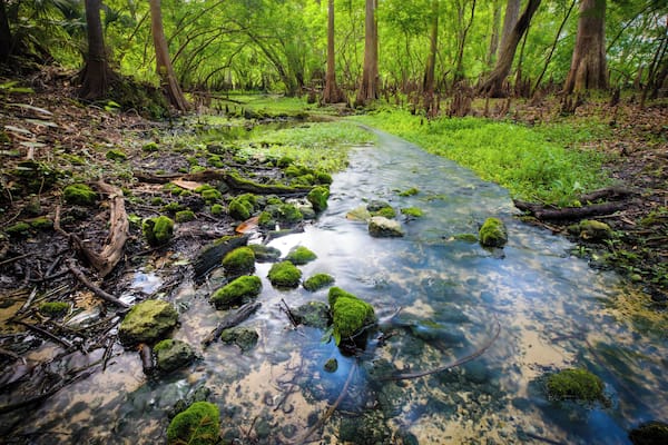 Small stream created by a tiny spring that feeds the main swimming area of Fanning Springs.