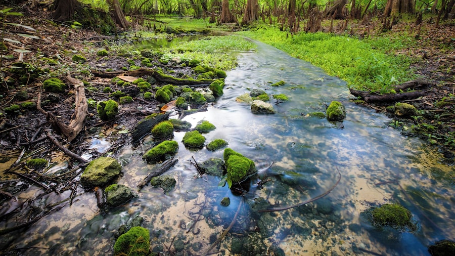 Small stream created by a tiny spring that feeds the main swimming area of Fanning Springs.