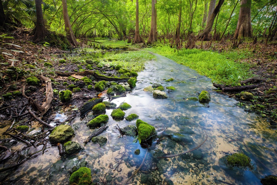 Small stream created by a tiny spring that feeds the main swimming area of Fanning Springs.
