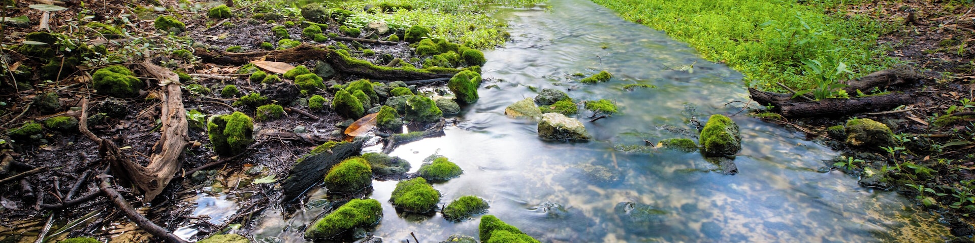 Small stream created by a tiny spring that feeds the main swimming area of Fanning Springs.