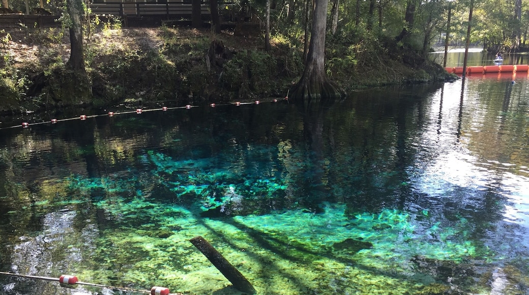 The crystal clear (and unedited) water at Fanning Springs State Park. You can see all of the rock formations on the bottom below. Nice place to go if you're looking to swim! Manatees have been spotted here in the colder months. There are many other springs in the area so you can visit a few in one day!