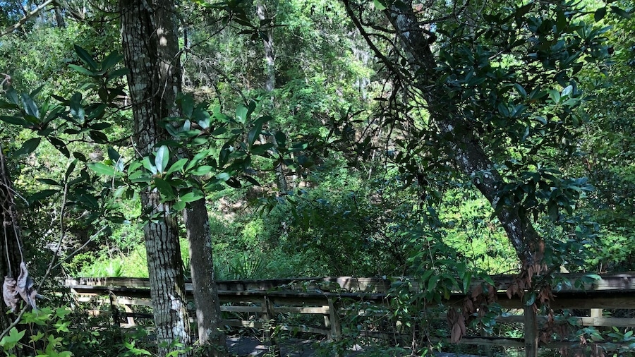Mike Roess Goldhead branch state park offers beautiful hikes through this natural ravine. The hike is a mile one way, and takes you from the top of the ravine, to an old mill site situated near the campgrounds.