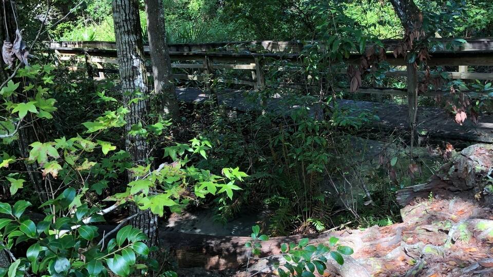 A forested area with a wooden bridge and a stream.