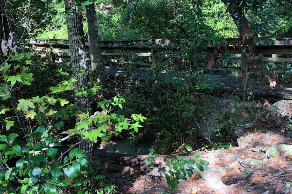 A forested area with a wooden bridge and a stream.
