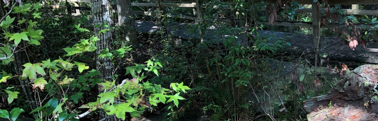 Mike Roess Goldhead branch state park offers beautiful hikes through this natural ravine. The hike is a mile one way, and takes you from the top of the ravine, to an old mill site situated near the campgrounds.