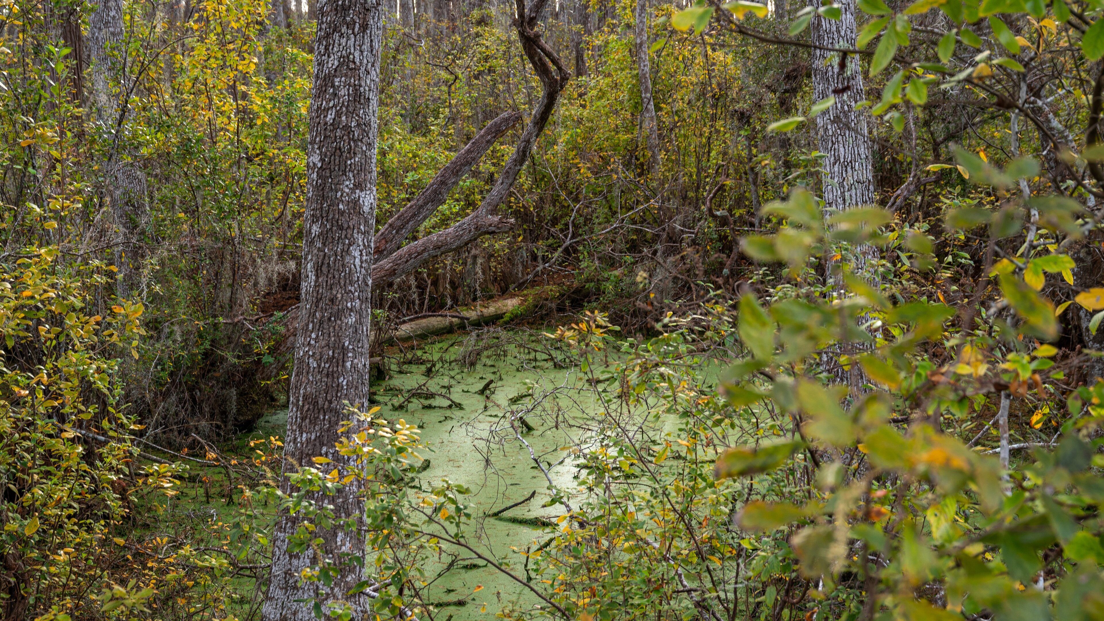 Conservation Park which includes wetlands and a river or creek