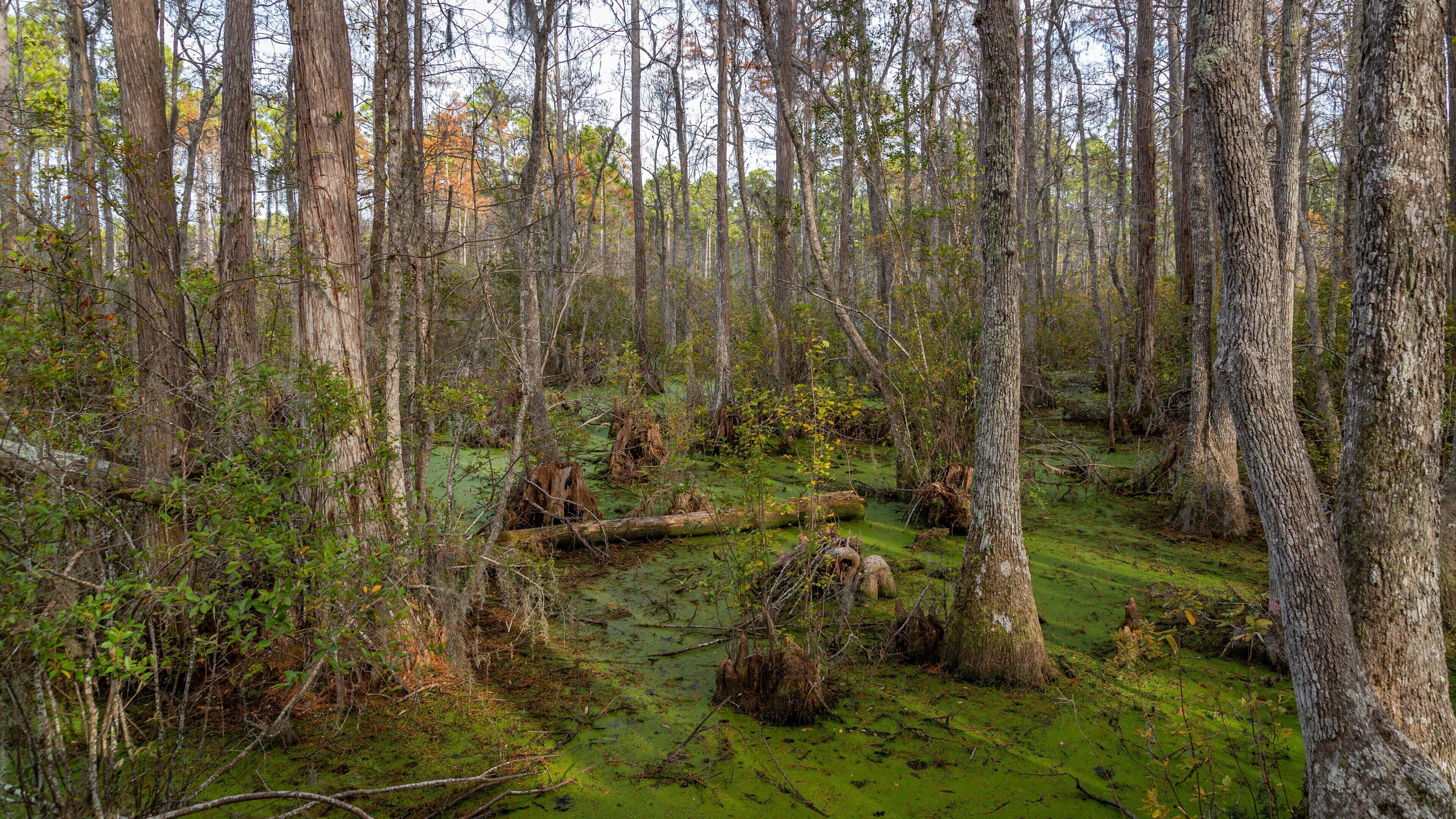 Conservation Park showing forests