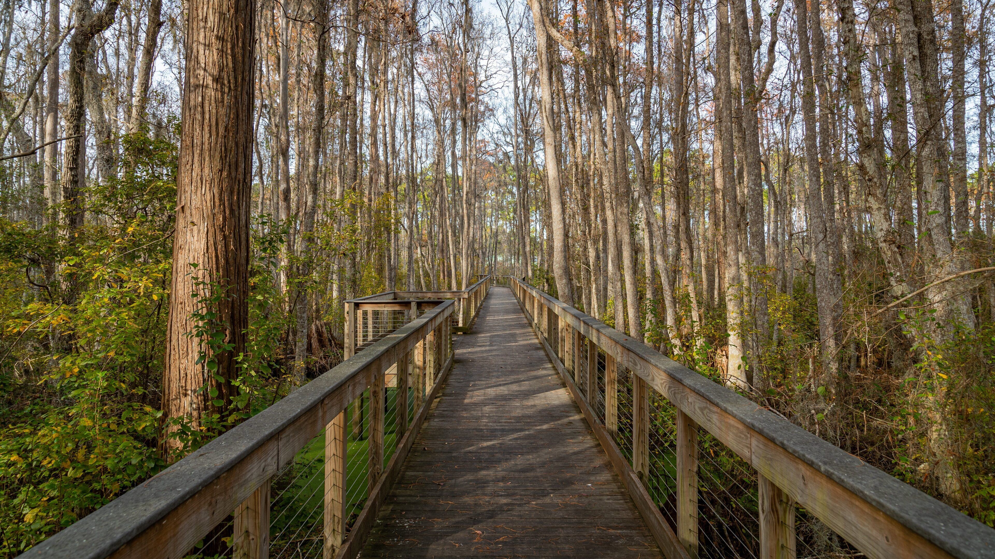 Conservation Park showing forests and a bridge
