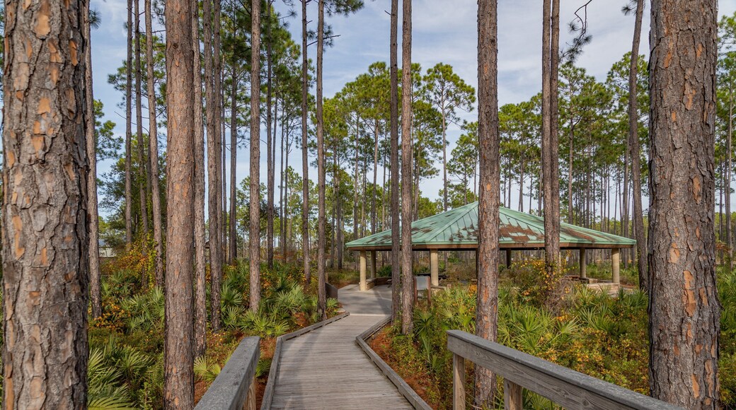 Conservation Park showing forests