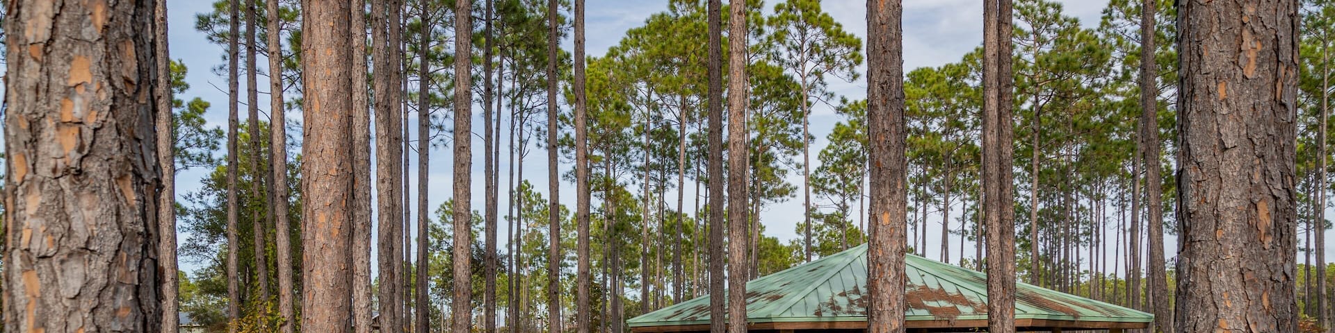 Conservation Park showing forests