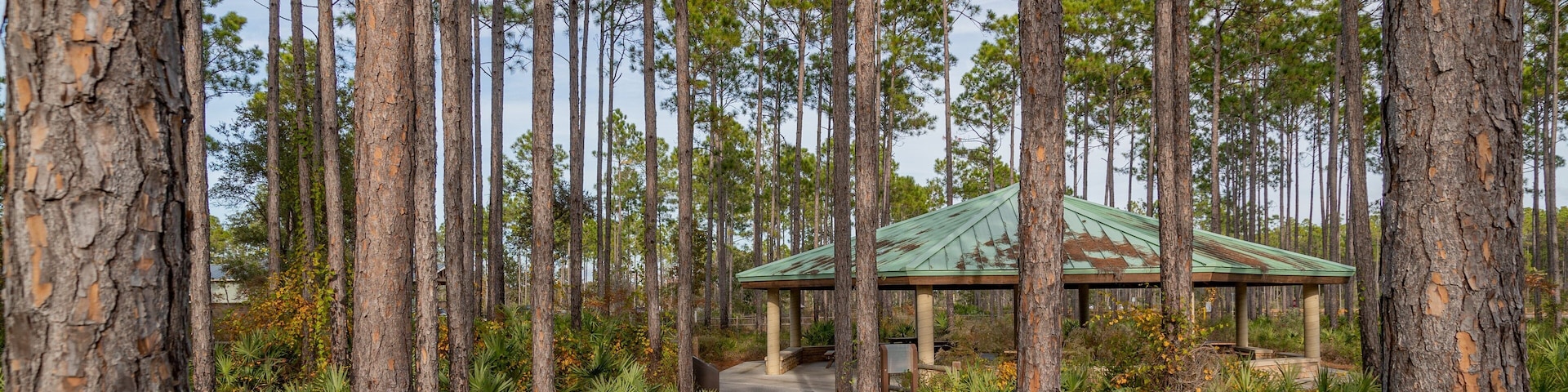 Conservation Park showing forests