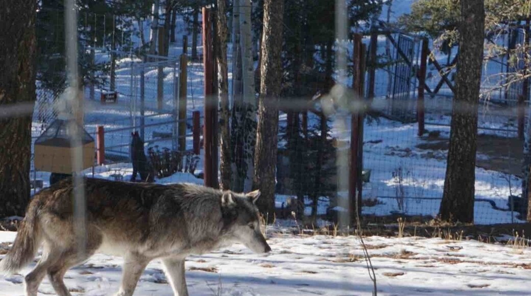 This is an amazing place to visit and see beautiful wolves