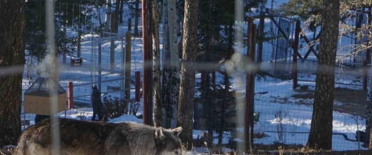 This is an amazing place to visit and see beautiful wolves