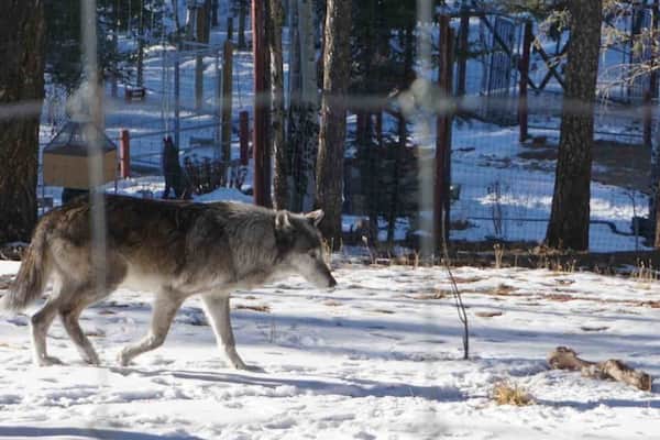 This is an amazing place to visit and see beautiful wolves