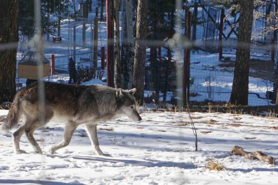 A wolf walking in a snowy forest with a fence in the background.